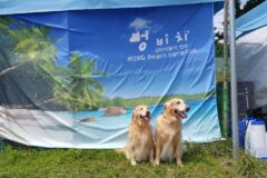 강원 애견전용해수욕장 멍비치 축제, 반려견과 여름 체험