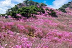 대구 비슬산군립공원 체험, 자연 속 힐링 시간 추천