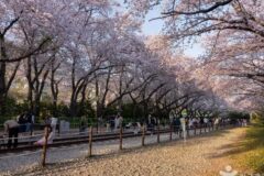 전남 경화역 벚꽃길, 봄철 만개한 벚꽃 산책 명소