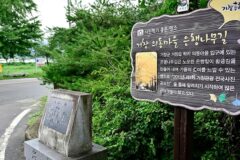 전남 거창은행나무길 체험, 가을 황금빛 산책로 방문 팁