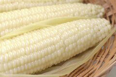 제철 옥수수 2배 더! 맛있게 삶는 방법