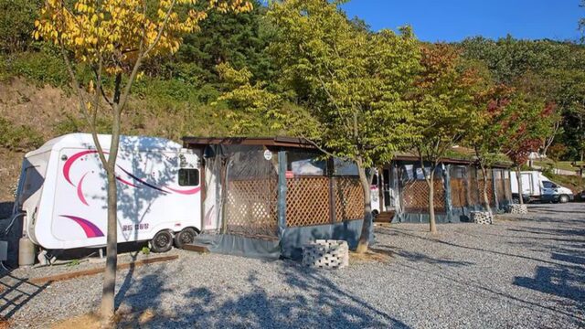 “5,000평 캠핑장이 이렇게 황금빛이라니!”… 자연 속 별빛 천국 명소