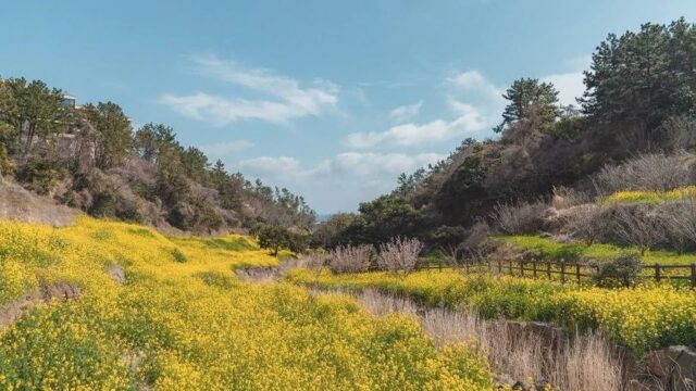 제주 엉덩물계곡 축제, 여름 물놀이와 자연 체험
