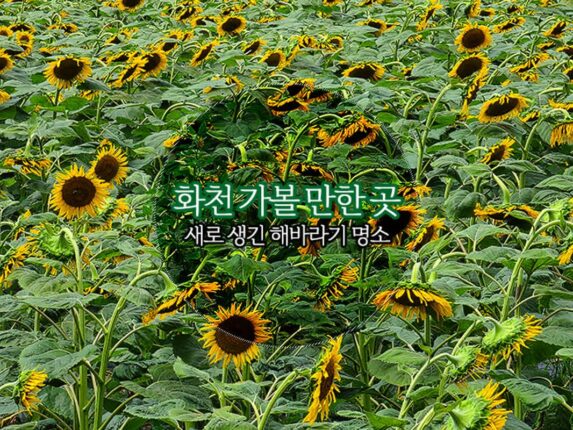 화천 가볼 만한 곳 새로 생긴 해바라기 명소