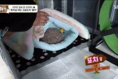 따봉고슴도치 휴지심 좋아도치