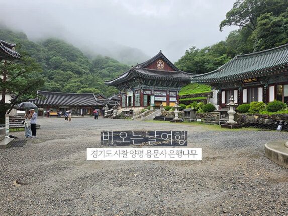 비 오는 날 여행 경기도 사찰 양평 용문사 은행나무 & 용문산관광단지