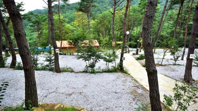“마치 자연의 오케스트라 같다고?”… 10,000㎡ 숲속에서 풀벌레 소리 가득한 여름밤 축제