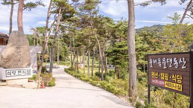 “솔내음 물댄동산 진짜 힐링이라고?”… 넓은 잔디밭과 소나무숲이 공존하는 여행지