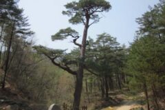 “500살 소나무 보러 갑니다” 조선시대부터 살아남은 울진 비밀의 숲