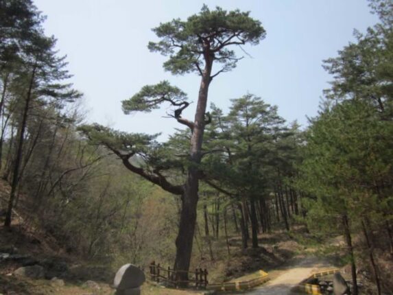 “500살 소나무 보러 갑니다” 조선시대부터 살아남은 울진 비밀의 숲