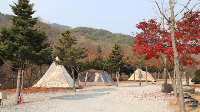 춘천 프라임캠핑장 축제, 가족과 자연 속 여름휴가