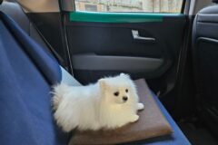 강아지 안키우는 사람들은 은근 모르는거….