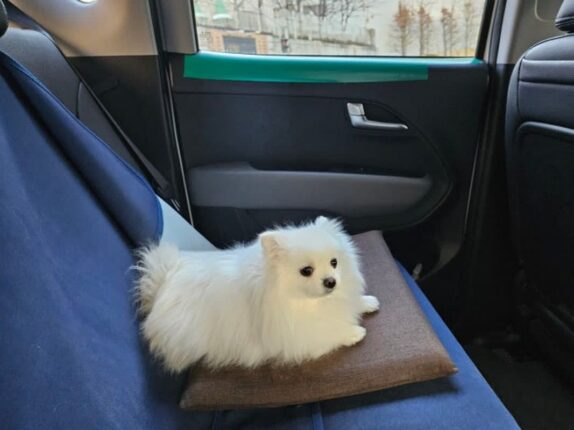 강아지 안키우는 사람들은 은근 모르는거….