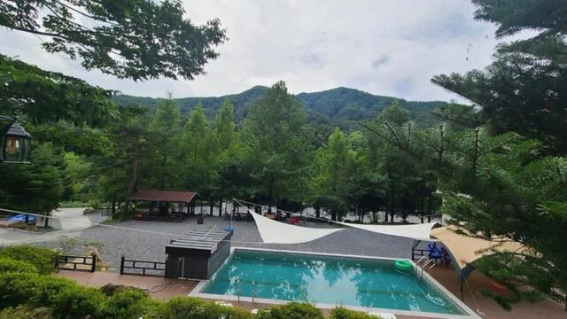 “와, 30,000㎡가 전부 메타세콰이어 숲이라니”… 자연 속 힐링 캠핑 여행지