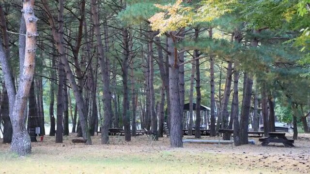 진부(오대산)관광농원 축제, 강원 여름휴가 추천 명소