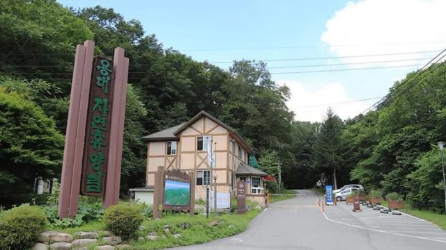 “가을에 이렇게 변한다니 믿어지세요?”… 황금빛으로 물든 숲 산책 명소