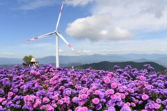“산 정상 5ha가 보라색이요?” 30만 본 아스타국화 피는 거창 여행지