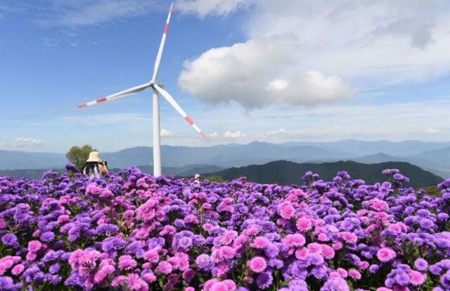 “산 정상 5ha가 보라색이요?” 30만 본 아스타국화 피는 거창 여행지