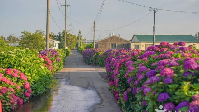 제주 안성리수국길 숙소 추천, 자연 속 힐링 여행 코스