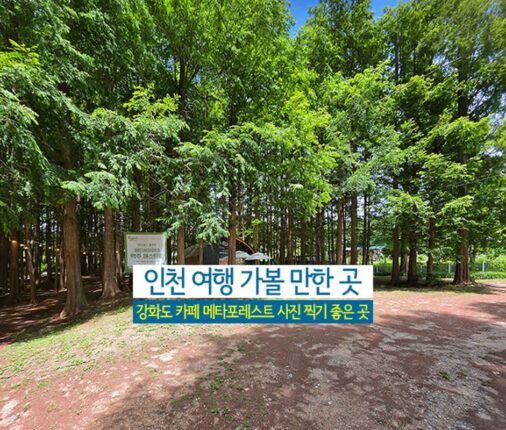 인천 여행 가볼 만한 곳 강화도 카페 메타포레스트 사진 찍기 좋은 곳