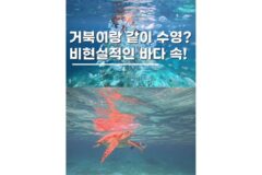 보홀호핑투어 발리카삭 거북이 스노쿨링 버진아일랜드까지