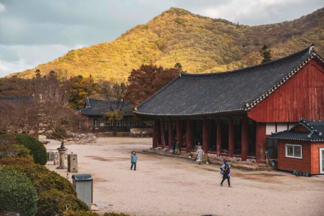 산에 오르지 않아도 됩니다,…숲에 펼쳐진 붉은 풍경의 정체는?