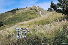 “철쭉보다 더 좋아” 해발 약 900m 억새밭 드라이브 코스