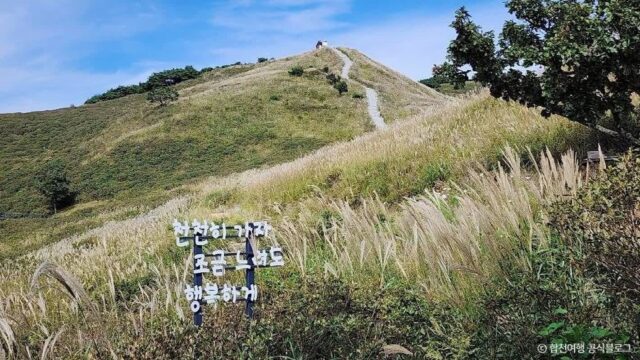 “철쭉보다 더 좋아” 해발 약 900m 억새밭 드라이브 코스