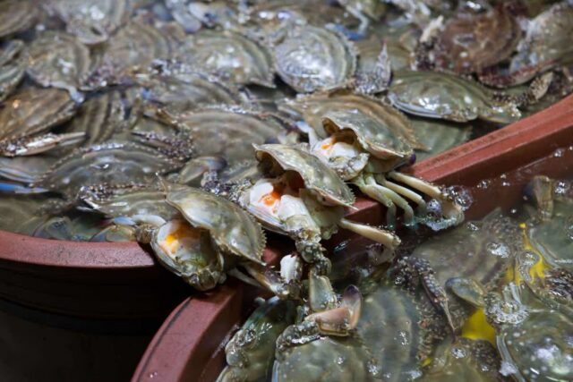 살 꽉 찬 서해안 제철 꽃게 배딱지 하나로 가장 맛있는 놈 고르는 비법