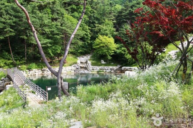 “황금거북이 기운 받아볼까?” 산청 동의보감촌 기 체험과 구절초 명소 총정리