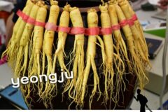 2026 영주 풍기인삼축제 10월 3일 개막! 강문경 공연부터 라인업 무섬외나무다리축제까지