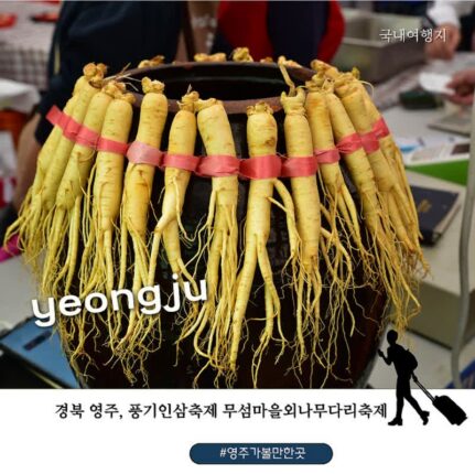 2026 영주 풍기인삼축제 10월 3일 개막! 강문경 공연부터 라인업 무섬외나무다리축제까지