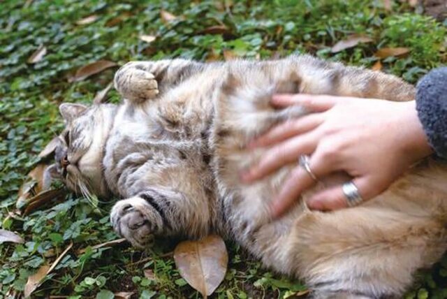 귀여운 ‘뱃짤?’ 소중한 주머니! 고양이 원시 주머니의 역할 [Pet]