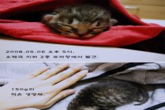 고양이를 주웠어요!! (+17년 후)