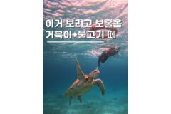 보홀 발리카삭 호핑투어 추천! 돌고래부터 거북이 스노클링까지