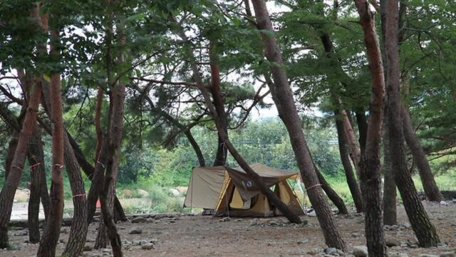 “이렇게 자연과 하나될 수 있다니!”… 5,000㎡의 대포숲캠핑장 명소
