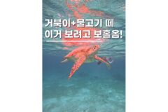 보홀 호핑투어 발리카삭 생츄어리 포인트 후기 준비물까지
