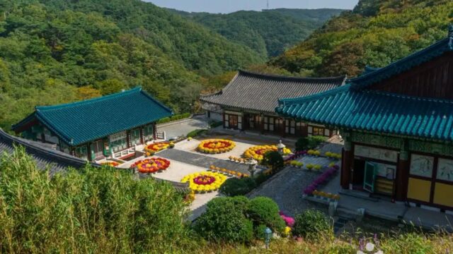 신흥사(울산) 억새축제, 가을 울산 여행 필수 코스