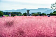 [가을 국내여행] 경주 여행 상황별 추전 일정 및 숙소｜가족·연인·혼자 1박 2일