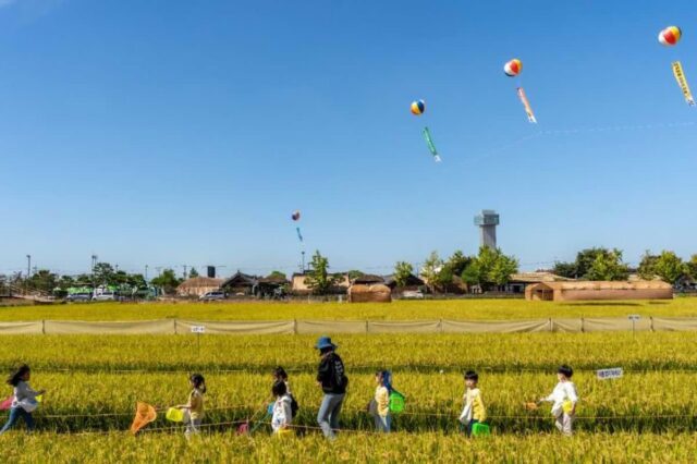 김제 지평선축제, 쌀밥 직접 짓고 메뚜기도 잡는 5일