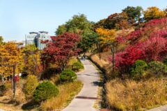 가을 단풍 산책로 5곳 베스트, 엄마아빠 등산화 안챙겨도 괜찮다네요