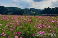 “24만 송이 꽃물결, 백제를 물들인다”…공주 미르섬 ‘가을꽃 대장관’
