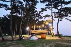 “30,000㎡에 펼쳐진 이런 노을이라니”… 태안노을숲캠핑장 명소