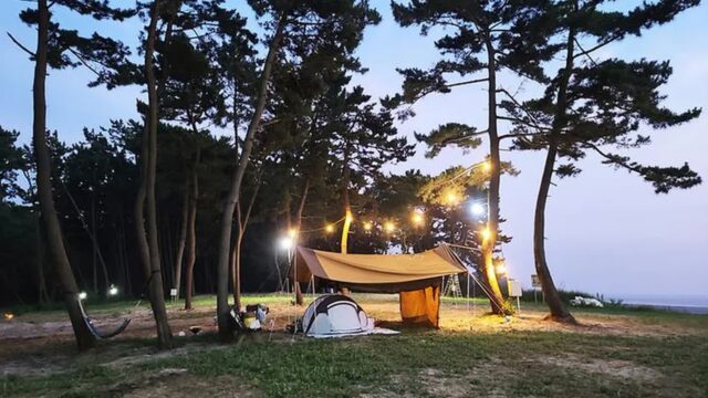 “30,000㎡에 펼쳐진 이런 노을이라니”… 태안노을숲캠핑장 명소