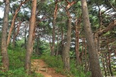 강원 화진포소나무숲산림욕장 숙소, 자연 속 힐링 여행