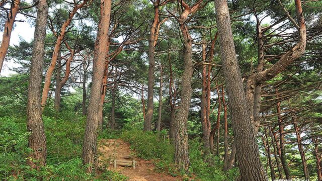 강원 화진포소나무숲산림욕장 숙소, 자연 속 힐링 여행