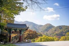 400년 된 나무 500그루가 붉어진다… 수학여행 땐 몰랐던 사찰 단풍 여행지