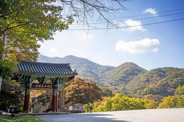 400년 된 나무 500그루가 붉어진다… 수학여행 땐 몰랐던 사찰 단풍 여행지