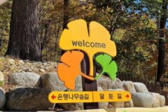 일년 중 딱 744시간만 허락된 비밀 은행나무 여행지 개방