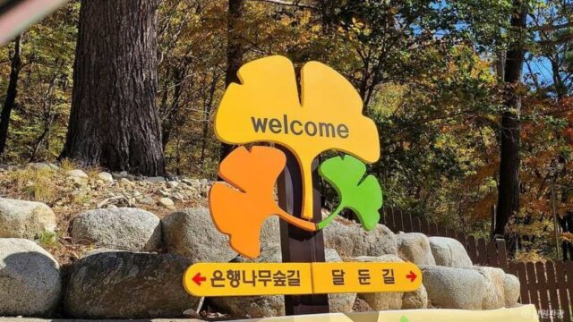 일년 중 딱 744시간만 허락된 비밀 은행나무 여행지 개방